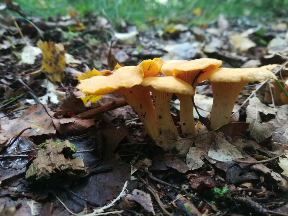 Agroturystyczny Dom Na Skraju Lasu Slawoborze Exterior foto